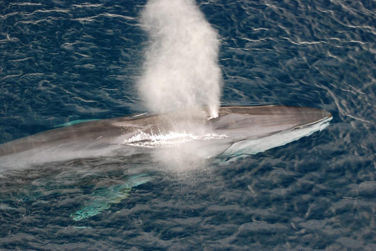 Fin whale breaching